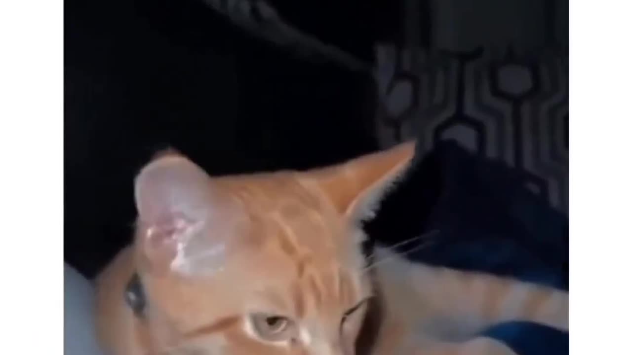 Funny cat