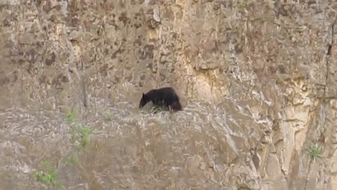 Rock Climbing Bears