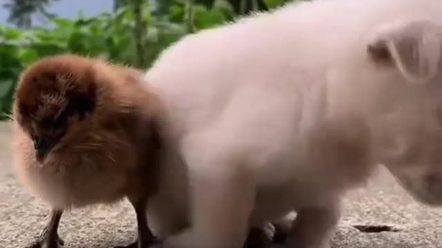 Funny dog sleeping habit