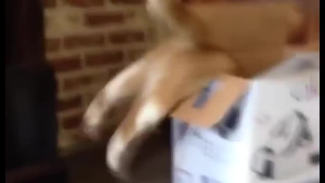 When a Cat Wants to Get in the Cardboard l Funniest Animals Videos