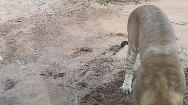 Competition between a liger and our guest