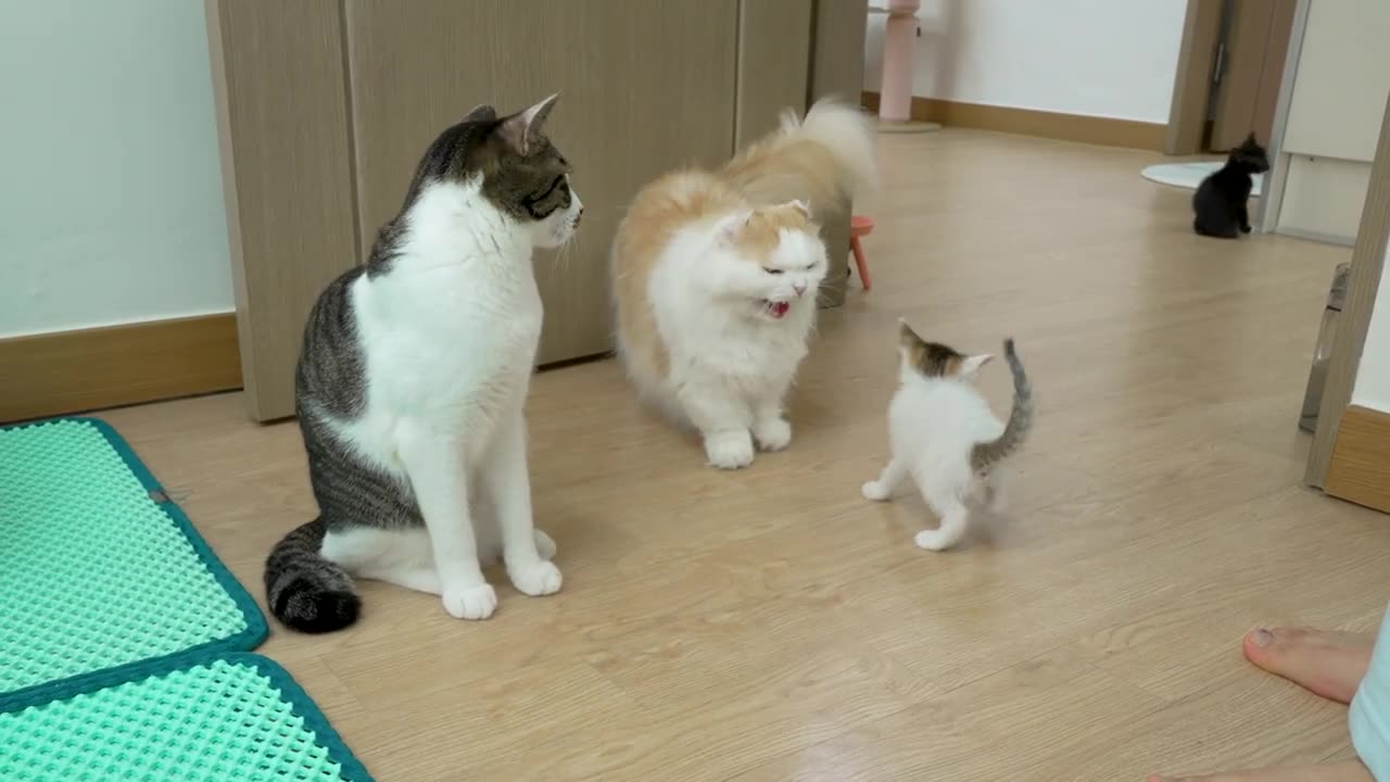 The Big Cat is Really Strict With Two Rescued Kittens │ Episode.21