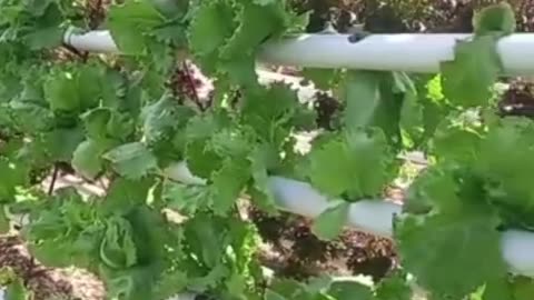Hydroponic lettuce farm