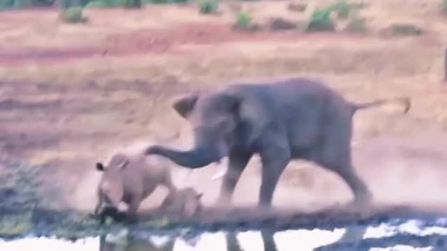 Elephant vs rhino