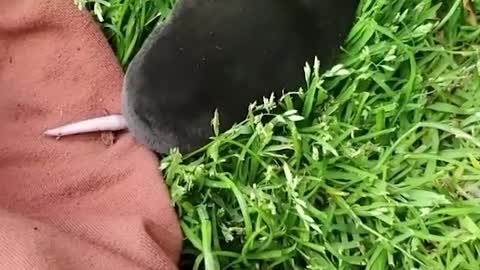 Mole Rescued From Stairwell