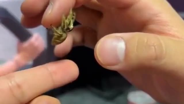 Harvest a little cutie