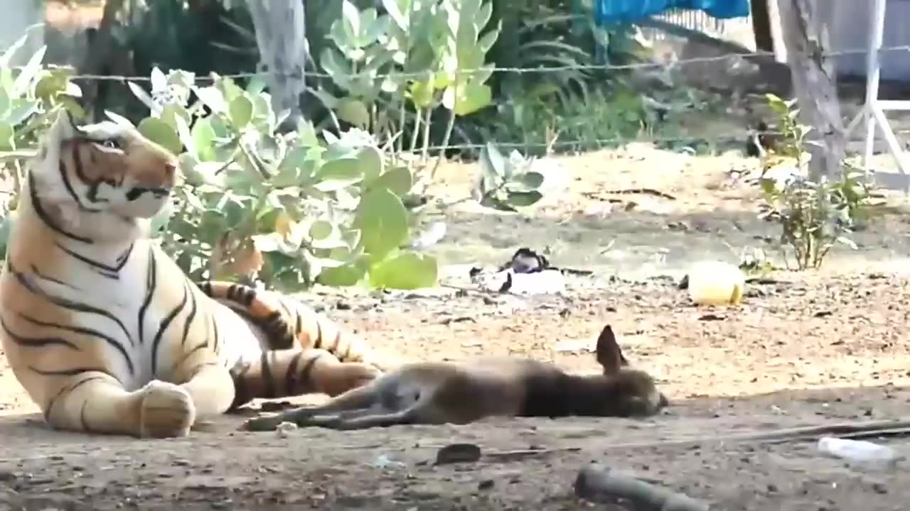 Dog funny with fake tiger and lion