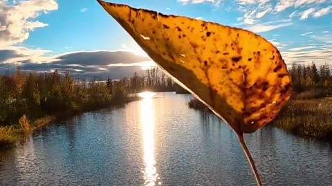 Nature short video