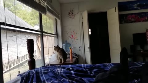 Animal Moments Caught On Camera