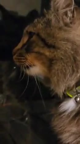 Ezdr the cat: part II