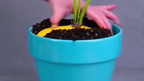 Amazing crop hack