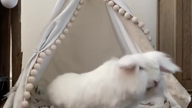 Special needs bunny scores the best wite # bunnies # bekind