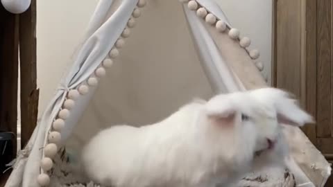 Special needs bunny scores the best wite # bunnies # bekind