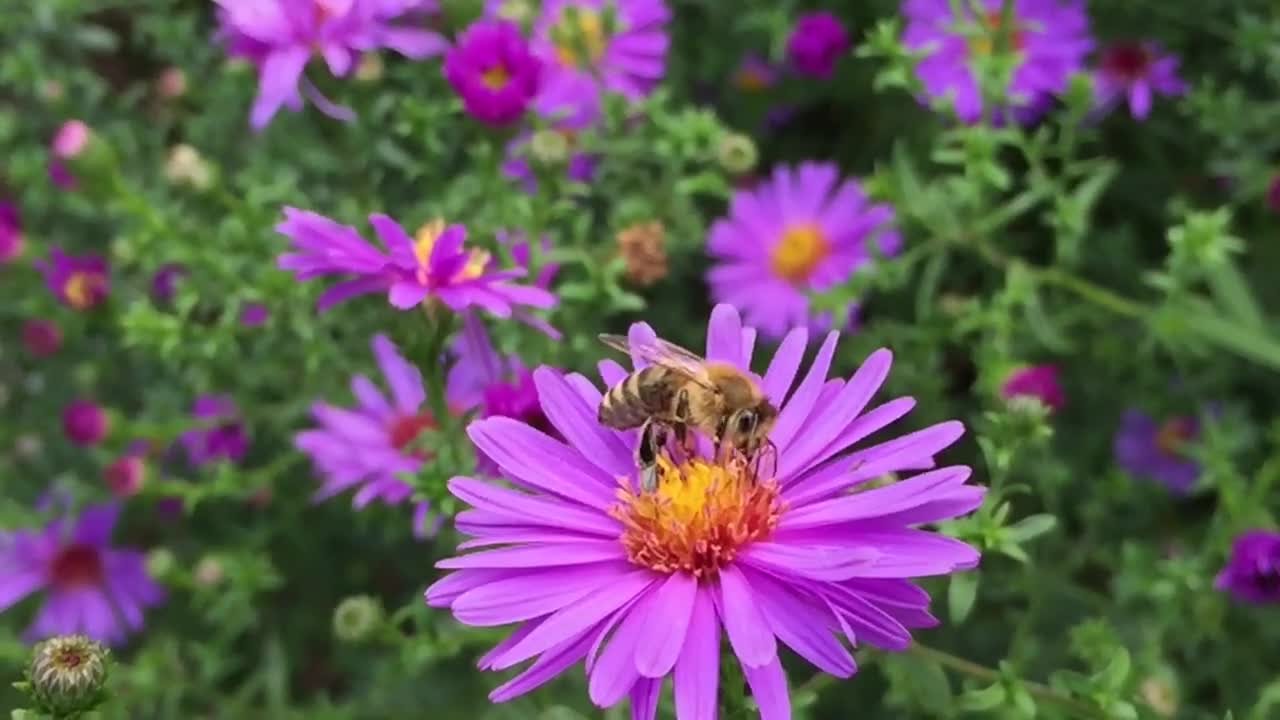Bee Pollinating