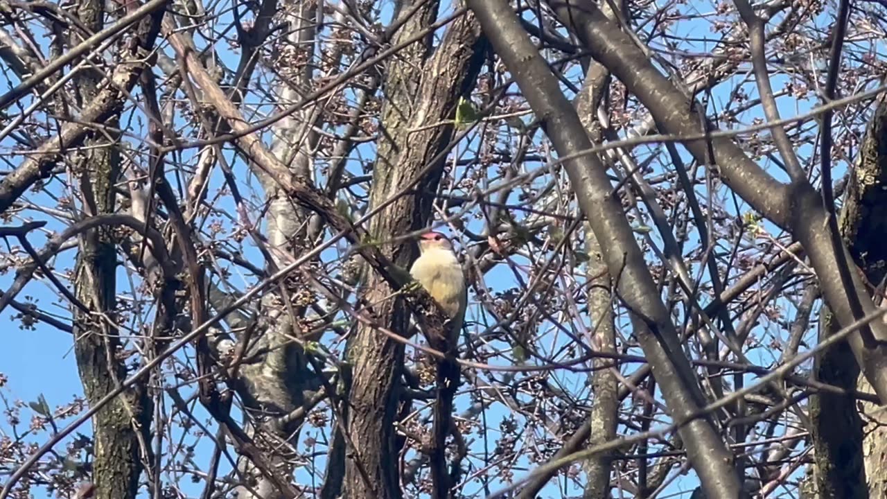 Red-Bellied woodpecker in a tree