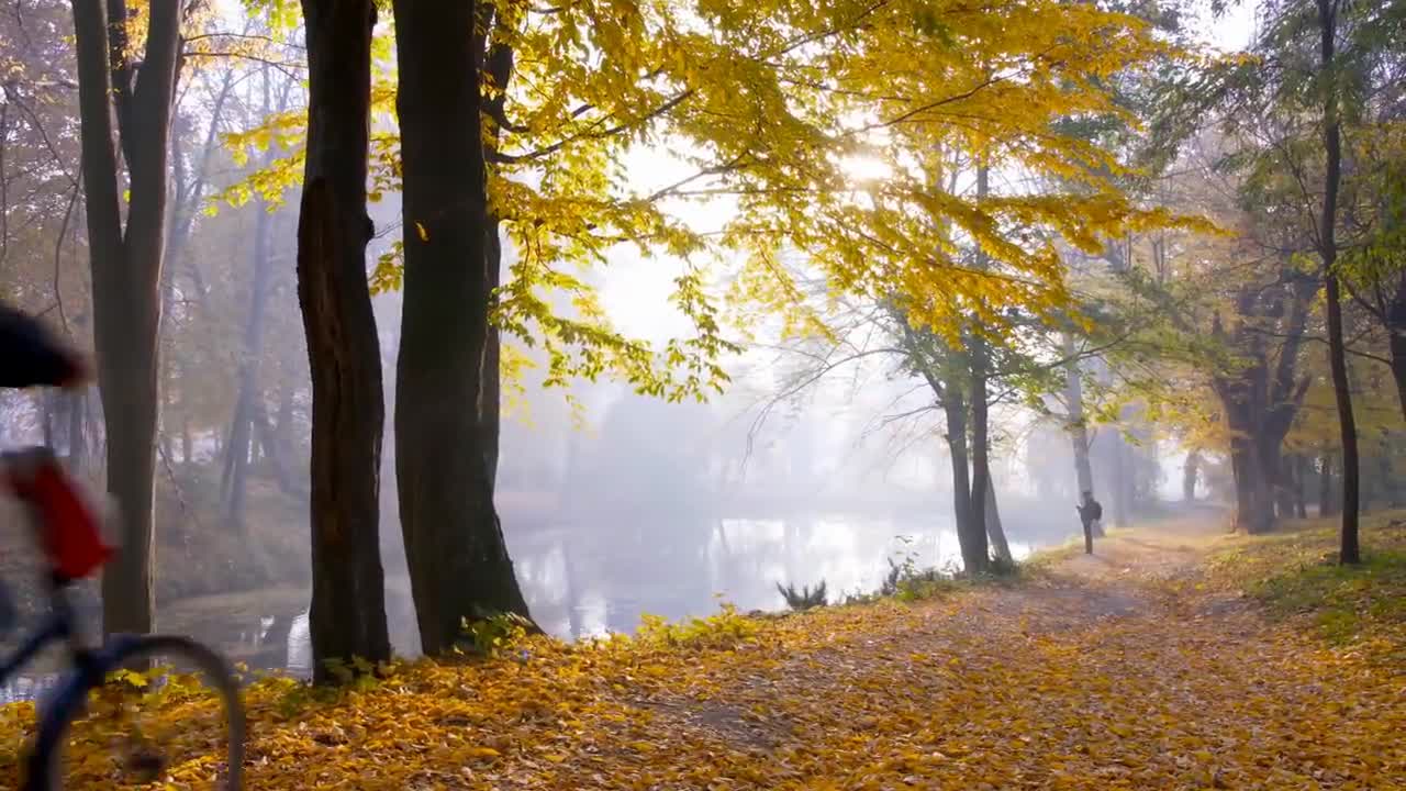 Enchanting Autumn Forests with Beautiful Piano Music