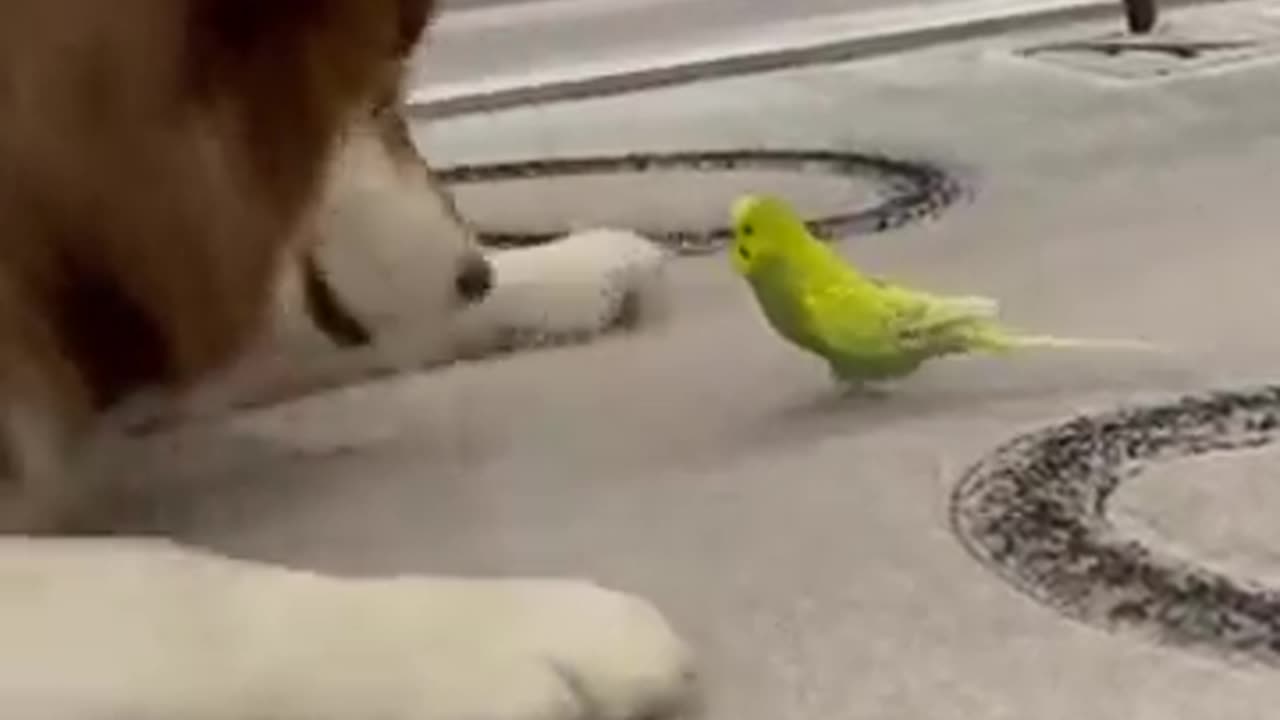 Diesel and Husky and Gosha the parrot are Best Friend's ||