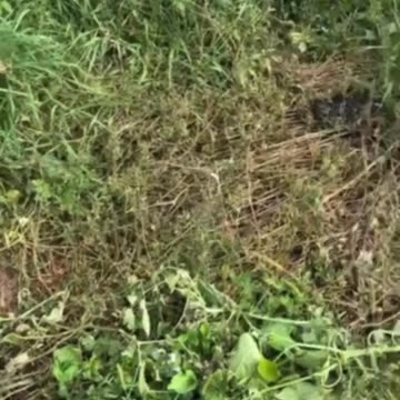 The Homestead Guard Dog