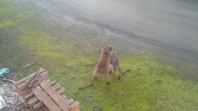 Male Wallabies Fighting In Backyard