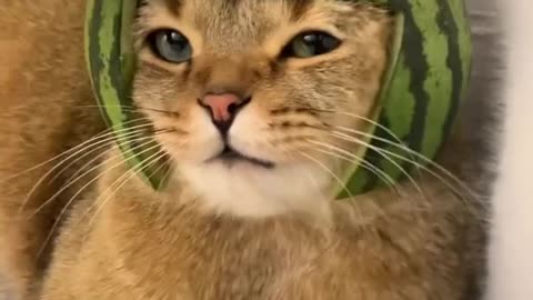 Beautiful Cat wear Cap og Watermelon #Funny #happy