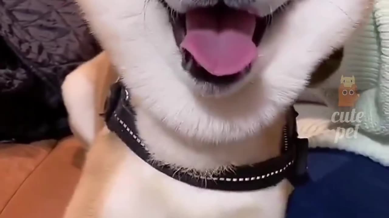 Funny animals 😂😂😂 part 15
