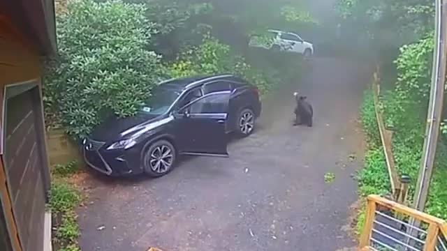 Bear in the car