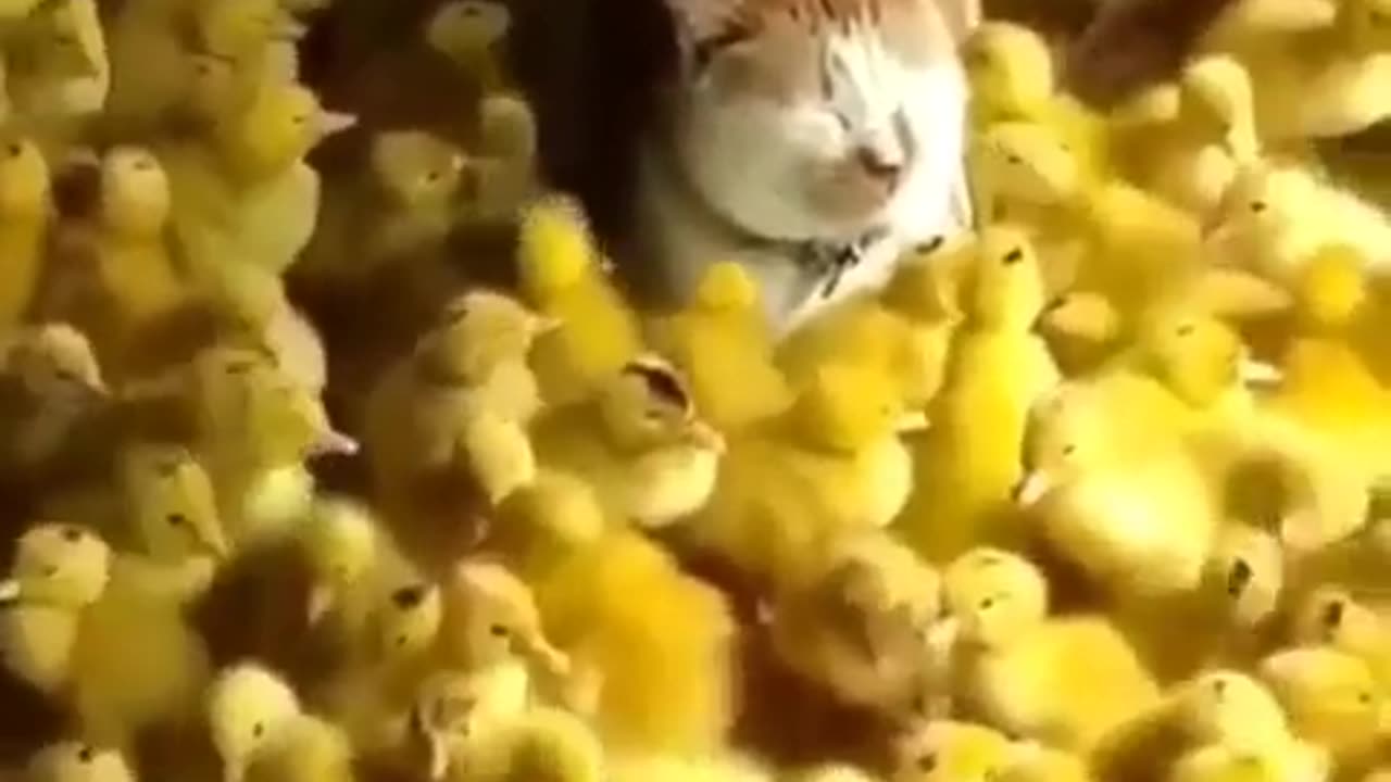 funny cat loves chicks