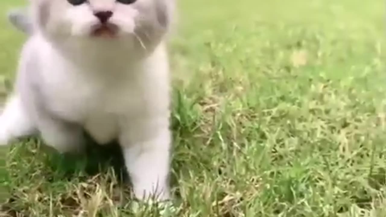 Cute Cat Video<<<Beauti baby cat videos<<<