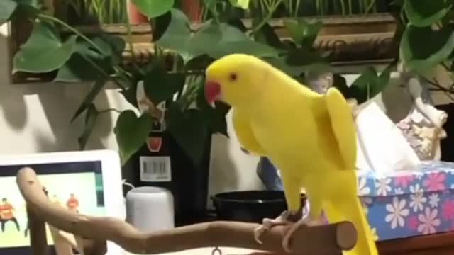 Bird dance with music. You will have a lot of fun in the video.