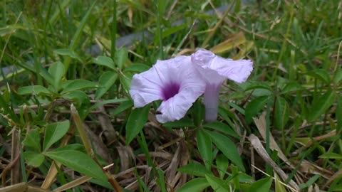 Flower of the vine.