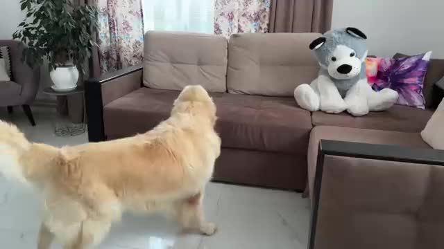 Funny Reaction of a Golden Retriever to a Husky Soft Toy