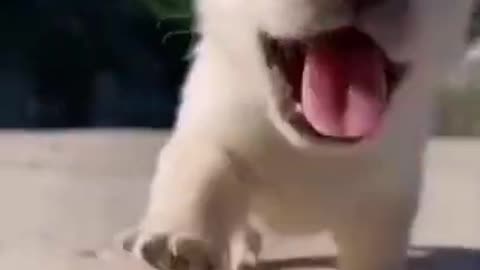 Cute Baby Dog