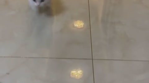 Funny cat Video 😂😂