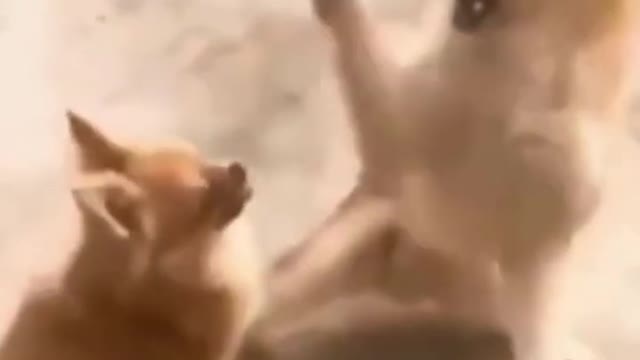 Funny dog videos 🤣.