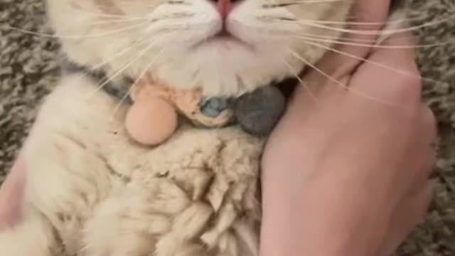 cute cat | inShot