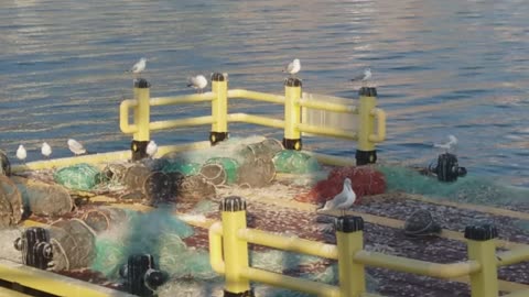 Cozy rest of red-billed gulls near the sea net