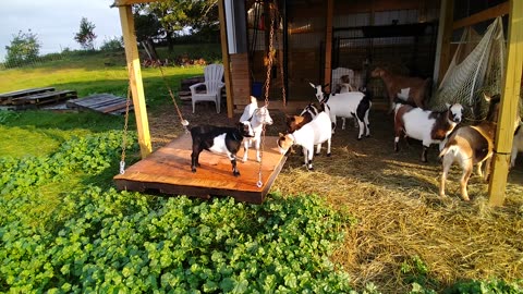 Goats on the swing