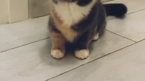 Cute kitten