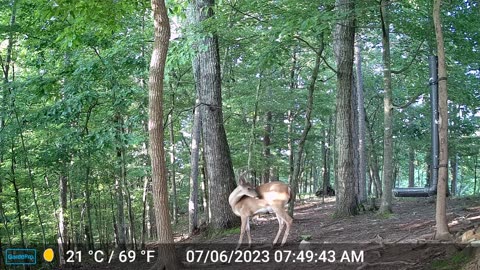 The Woods – 07/06/2023