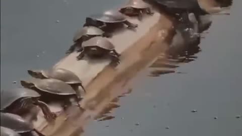 Turtles swing on a trunk for a sun bath