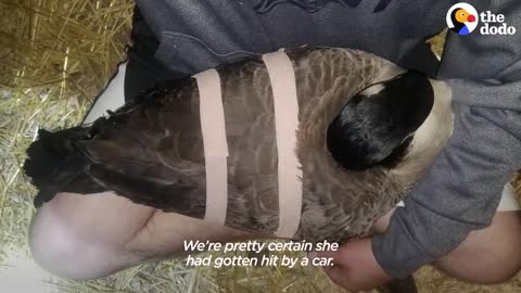 Guy Teaches His Rescued Gosling How To Fly | The Dodo Soulmates