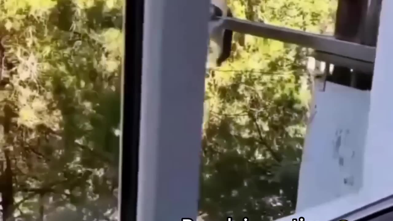 Funniest cat