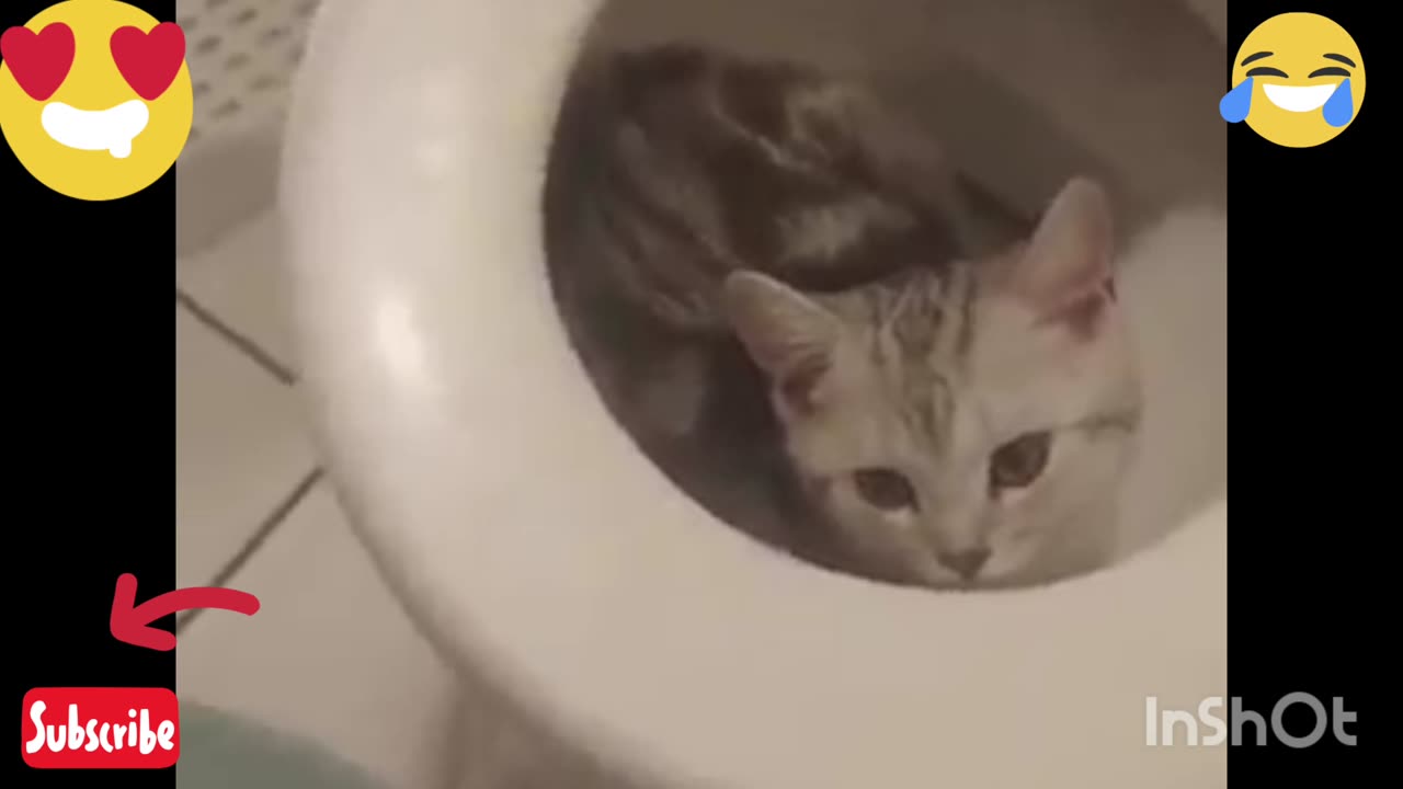 Cat funny videos 😹😂