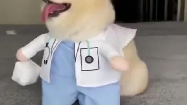 Funny dog video/cute funny dogs shorts