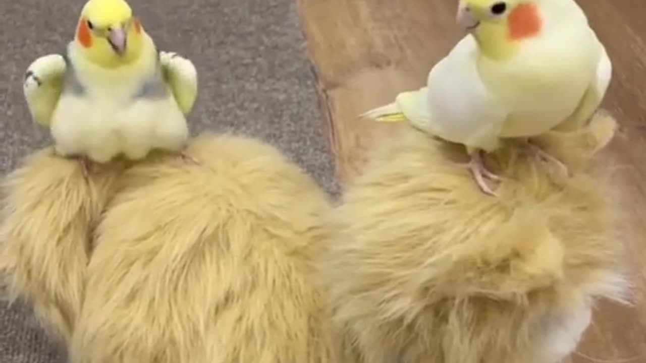 Funny parrots video