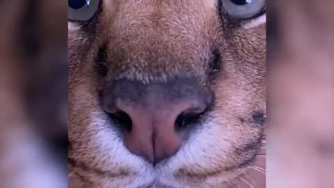 Funniest Animals Video - Best Cats😹 and Dogs🐶 Videos of 2024