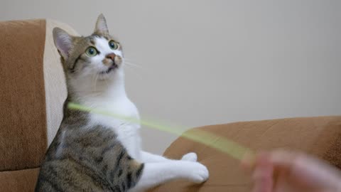 Pet owner playing with a cute cat