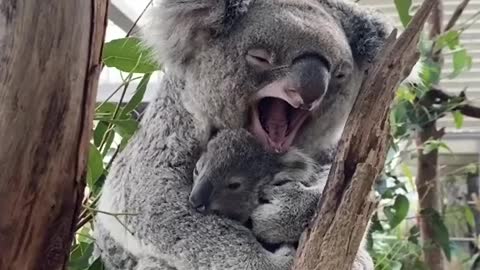 Baby koala with mother