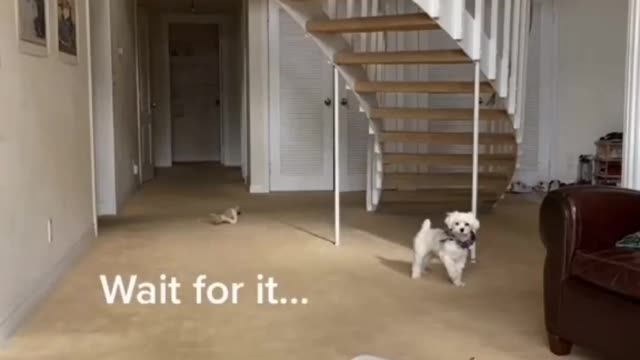 confused little puppy