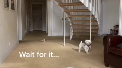 confused little puppy